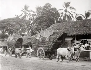Transporting Prints: Bullock carts transporting tea, Ceylon, (Sri Lanka) c. 1890