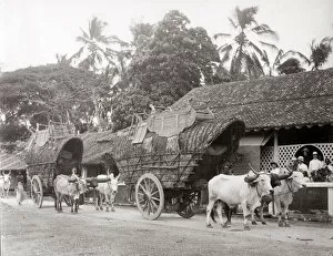 Transporting Gallery: Bullock carts transporting tea, Ceylon, (Sri Lanka) c.1890
