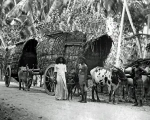 Bullock Prints: Bullock-drawn carts, Ceylon (Sri Lanka)