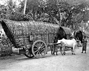 Bullock-drawn carts, India