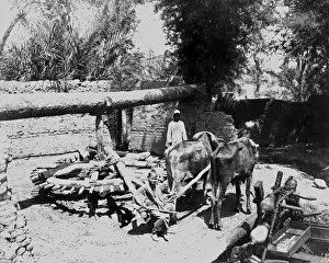 Driven Prints: Bullock-driven water pump, Egypt