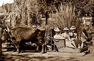 Bullock Prints: Bullock sledge, Madeira, Victorian period