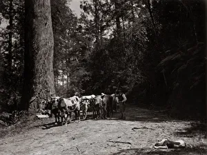 Bullock team, Australia, c. 1900
