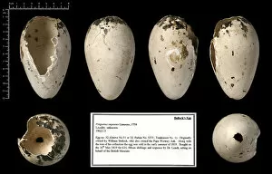 Alcidae Gallery: Bullocks great auk (Pinguinus impennis) egg