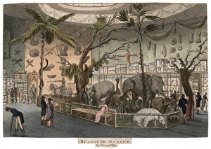 Cabinets Gallery: Bullocks Museum
