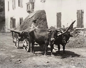 Bullocks, oxen, pulling a wooden farmers cart, Italy