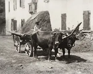 Horns Prints: Bullocks, oxen, pulling a wooden farmers cart, Italy