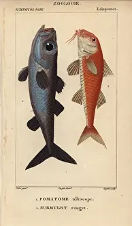 Bulls-eye fish, Epigonus telescopus, and striped