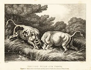 Gay And Phaedrus Prints: Two bulls locking horns near a pond full of frogs