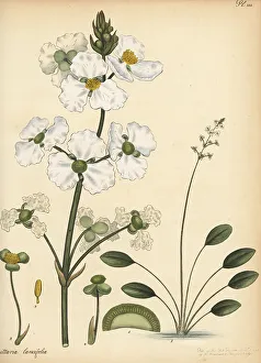 Henry Andrews Prints: Bulltongue arrowhead, Sagittaria lancifolia