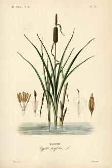Medicale Collection: Bulrush or broadleaf cattail, Typha latifolia