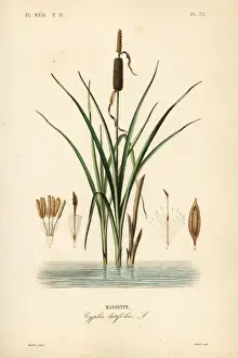Francois Prints: Bulrush or broadleaf cattail, Typha latifolia