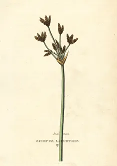 Bulrush or club-rush, Schoenoplectus lacustris Bulrush or club-rush, Schoenoplectus lacustris