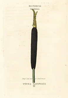 Bulrush, creat cat's tail or reed mace, Typha latifolia Bulrush, creat cat's tail or reed mace, Typha latifolia
