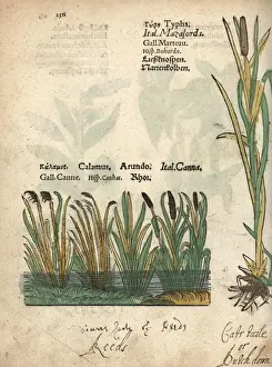 Adam Prints: Bulrush, Typha latifolia, and sweetflag, Acorus calamus