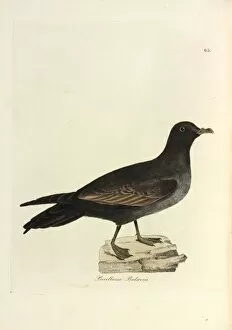 Seabird Gallery: Bulwers Petrel