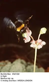 Pollen Prints: BUMBLEBEE - In flight