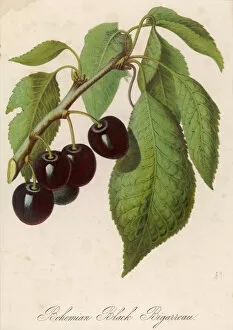 Bunch Collection: Bunch of Black Cherries