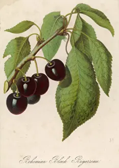 Variety Prints: Bunch of Black Cherries
