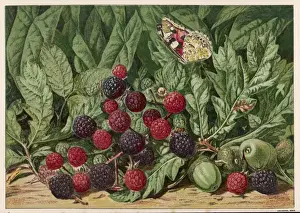 Black Berry Prints: A Bunch of Blackberries