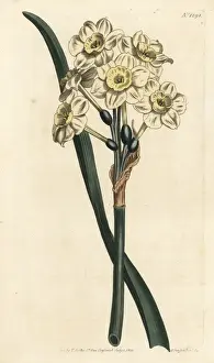 Narcissus Prints: Bunch-flowered daffodil, Narcissus tazetta