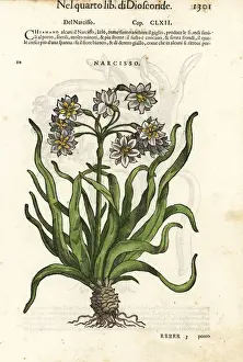 Bunch-flowered daffodil, Narcissus tazetta