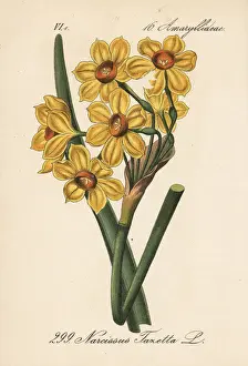 Bunch-flowered daffodil, Narcissus tazetta