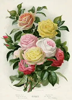 Mixed Prints: Bunch of mixed roses