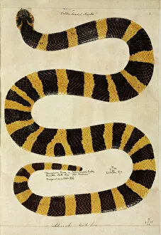 1790 Collection: Bungarus fasciatus, Banded Krait