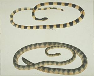Lepidosaur Gallery: Bungarus fasciatus, banded krait (top)