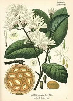 Adolph Gallery: Bungo fruit, mbungo or rubber vine, Saba comorensis