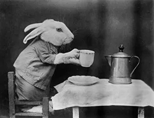 Images Dated 28th March 2012: Bunny Coffee Break