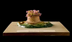 Bunodes ballii, sea anemone