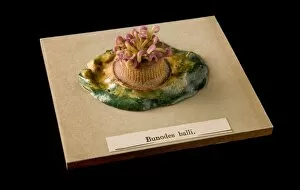 Rudolf Blaschka Collection: Bunodes ballii, sea anemone