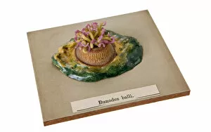 Images Dated 11th March 2008: Bunodes ballii, sea anemone