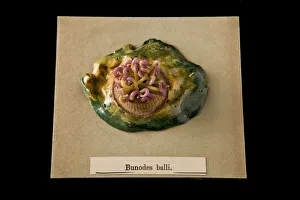 Anthozoa Gallery: Bunodes ballii, sea anemone