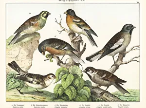 Naturgeschichte Des Tierreichs Prints: Buntings, sparrow and finches