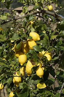 Images Dated 24th April 2013: Bunyola, Mallorca, Spain, - Lemons