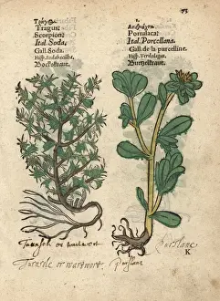 Krauterbuch Prints: Bur grass, Tragus, and purslane, Portulaca species?