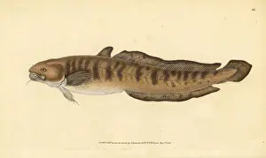 Donovan Prints: Burbot, Lota lota