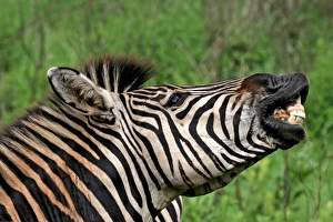 Images Dated 2nd December 2011: Burchells / Plains / Common Zebra