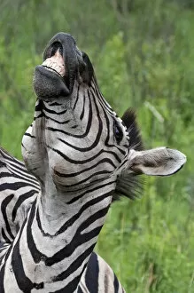 Images Dated 2nd December 2011: Burchells / Plains / Common Zebra