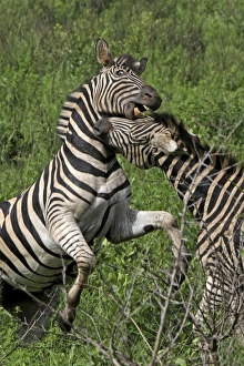 Images Dated 2nd December 2011: Burchells / Plains / Common Zebra - fighting