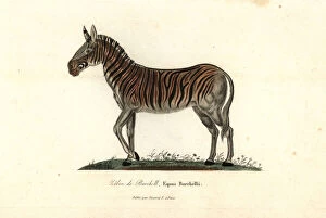 Zebra Gallery: Burchells zebra or Damara zebra, Equus quagga burchellii