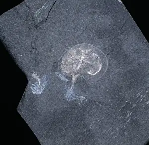 Phanerozoic Prints: Burgessia bella, fossil arthropod