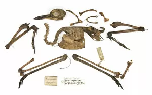 Burhinus grallarius, skeleton Gould Collection