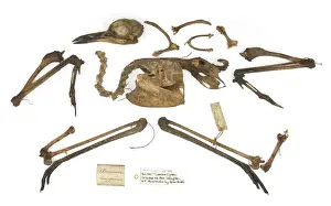 Studioshot Prints: Burhinus grallarius, skeleton Gould Collection