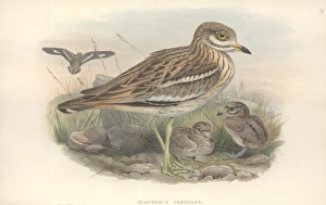 John Gould Gallery: Burhinus oedicnemus, Eurasian stone curlew