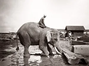 Burma Myanmar working elephant in timber yard