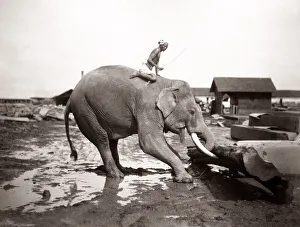 Burma Myanmar working elephant in timber yard